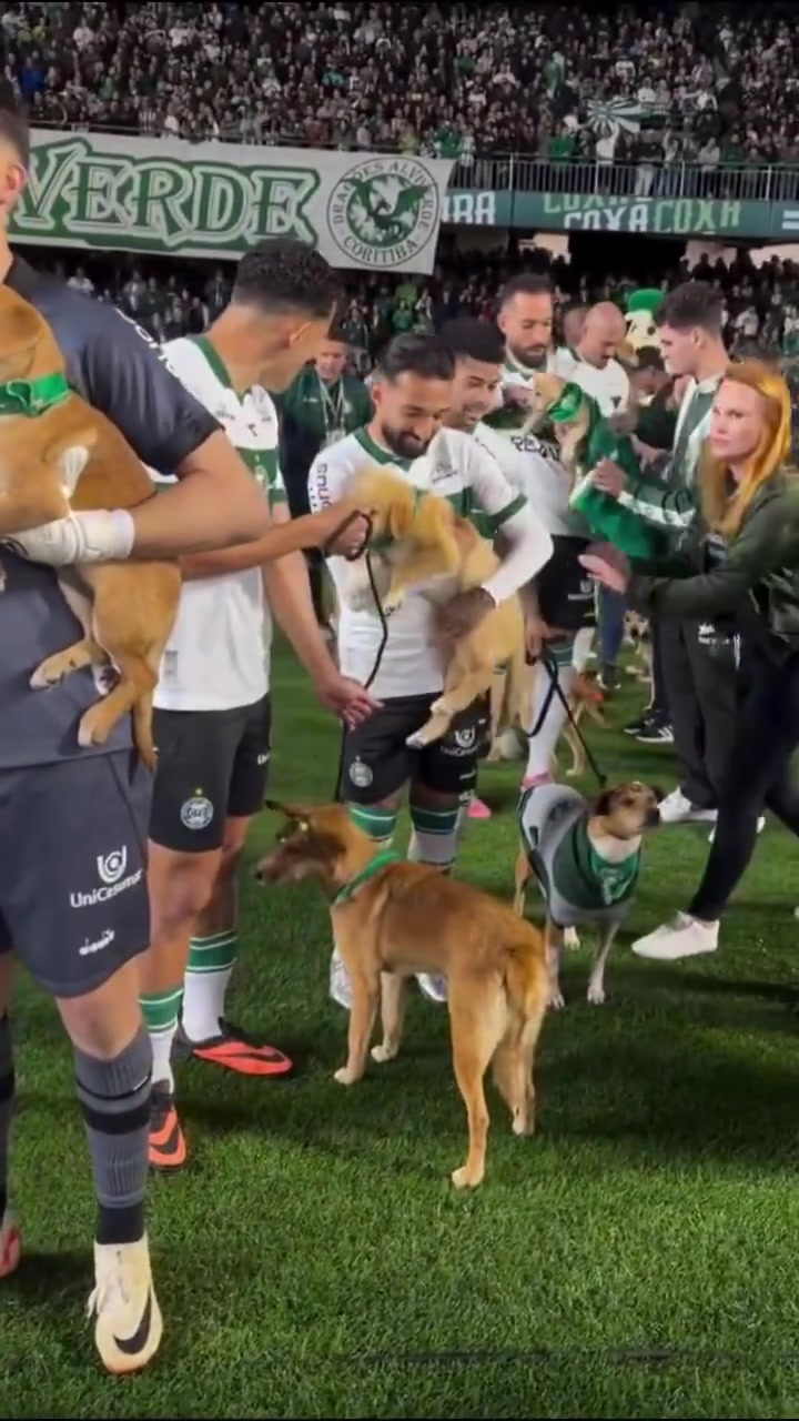 小狗球童！巴乙科里蒂巴球員牽著受救助的小狗入場，鼓勵人們領(lǐng)養(yǎng)